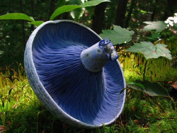 самые необычные грибы в мире