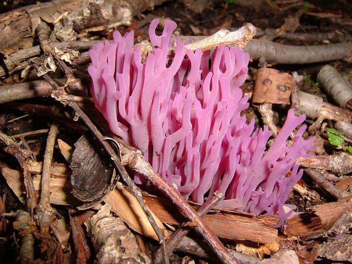 грибы необычной формы