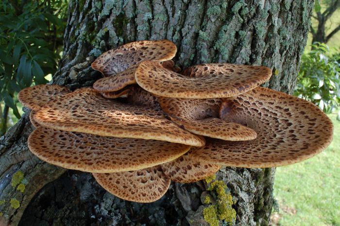 необычные грибы в забайкалье