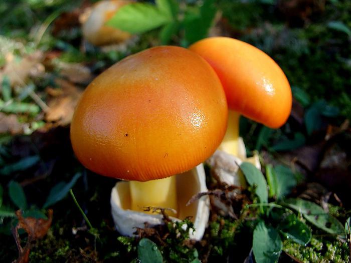  самые необычные грибы в мире