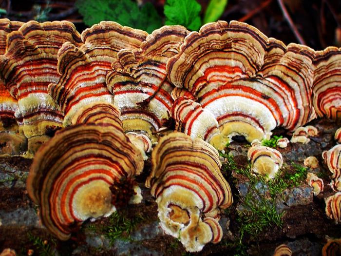 самые необычные грибы в мире