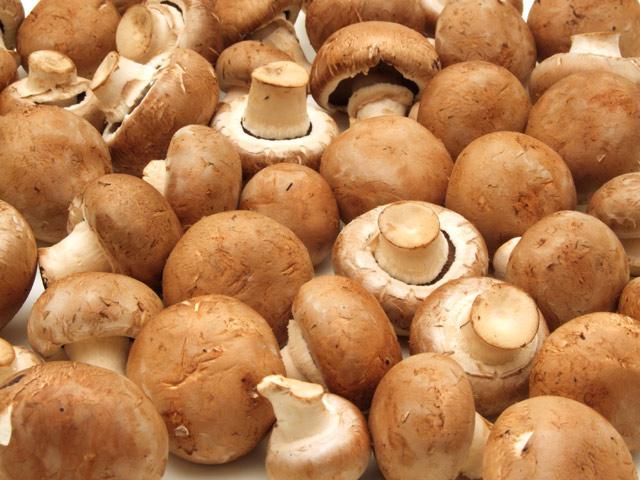 строение мицелия грибов 