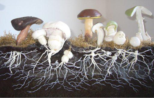мицелий гриба рода пеницилл 