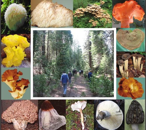 классификация грибов по съедобности