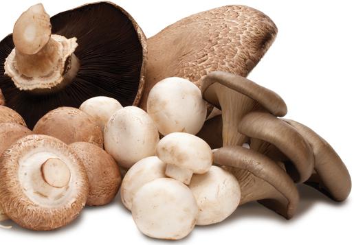 категории грибов по пищевой ценности