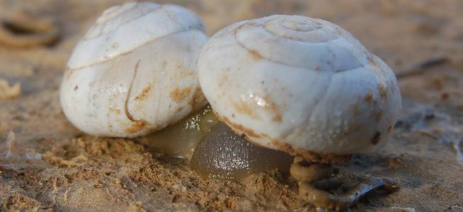 что такое слюнная железа у моллюсков