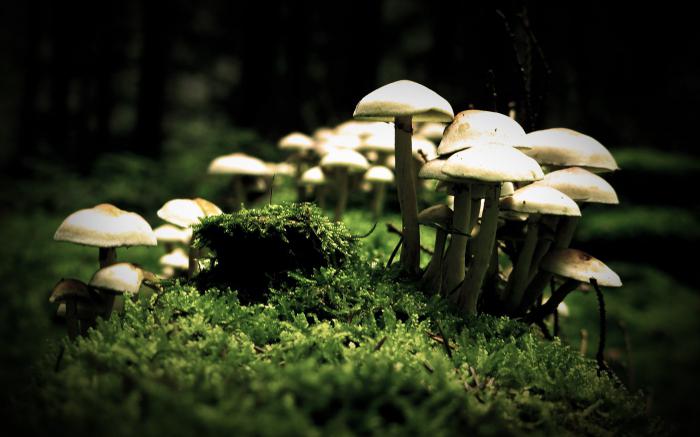 признаки сближающие грибы с животными 