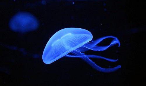 Виды медуз 
