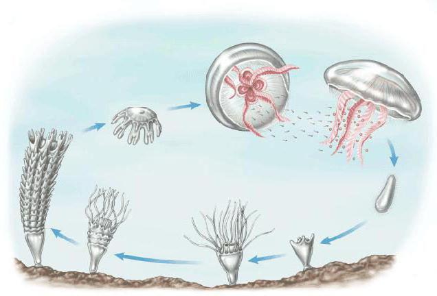 Разновидности медуз 