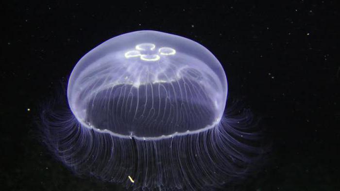 Кишечнополостные медузы 