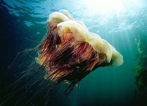 Пресноводные медузы 