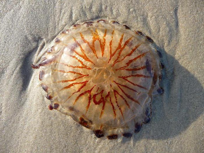 Виды сцифоидных медуз 