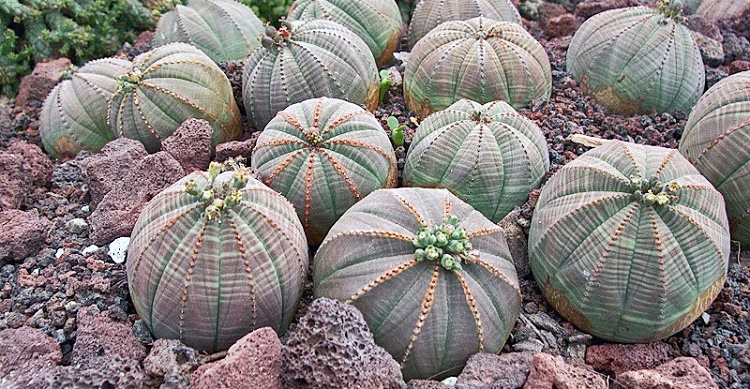 Типичное растение пустыни