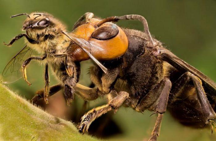 Какие животные едят насекомых 
