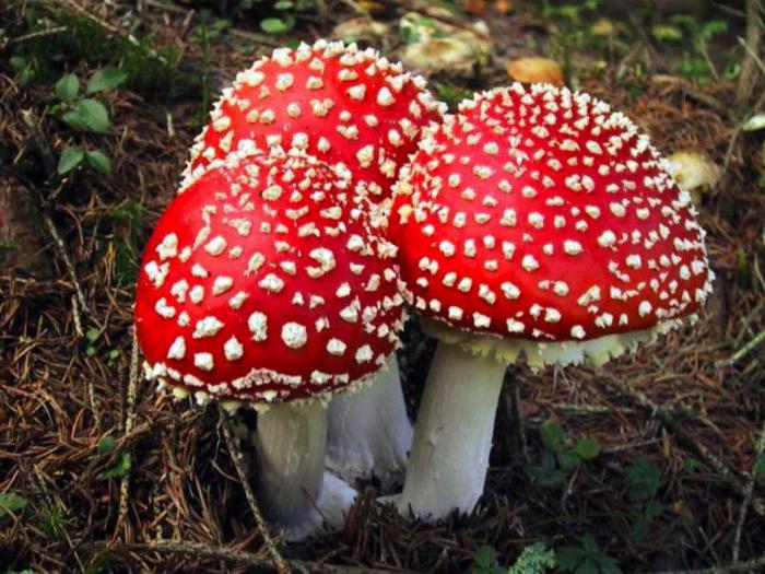 опасные грибы фото