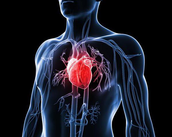 как укрепить сердце советы кардиолога