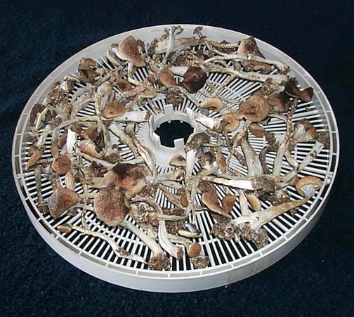 условия хранения сушеных грибов
