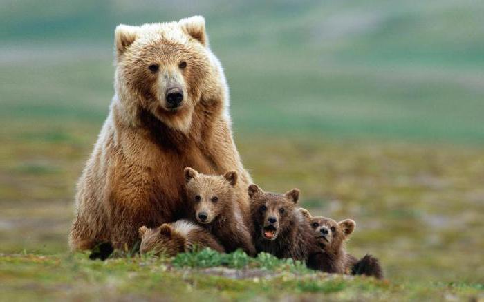 как спастись от медведя в лесу