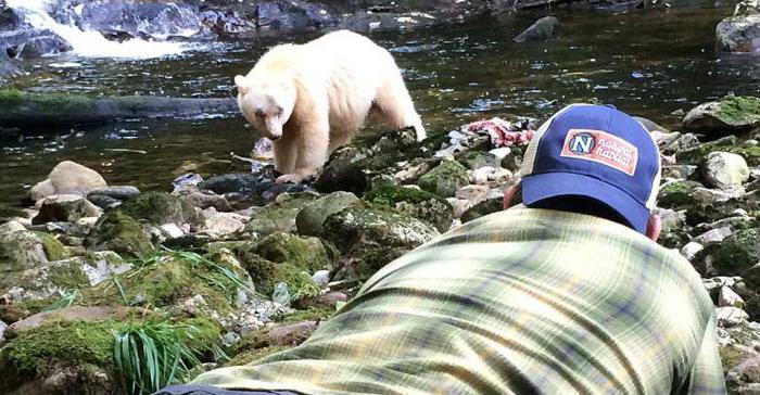 что делать если встретил медведя в лесу на севере
