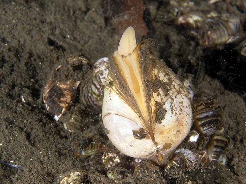 Моллюск перловица в естественной среде обитания