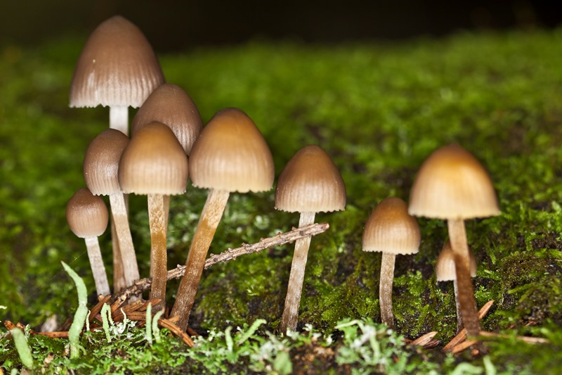 Псилоцибиновые грибы