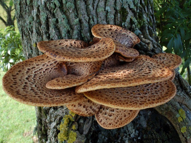 Древесные грибы