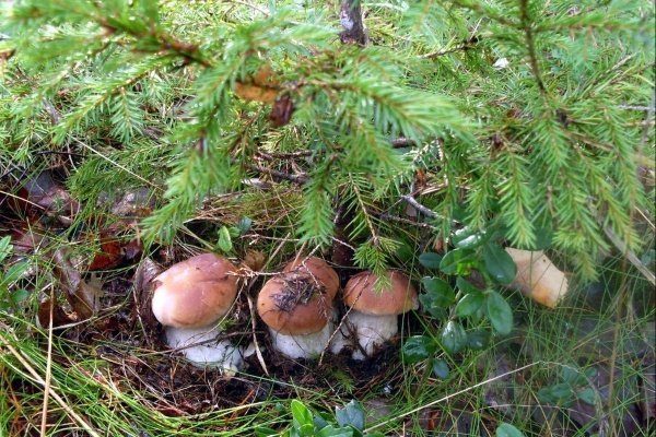 Белый гриб под елями