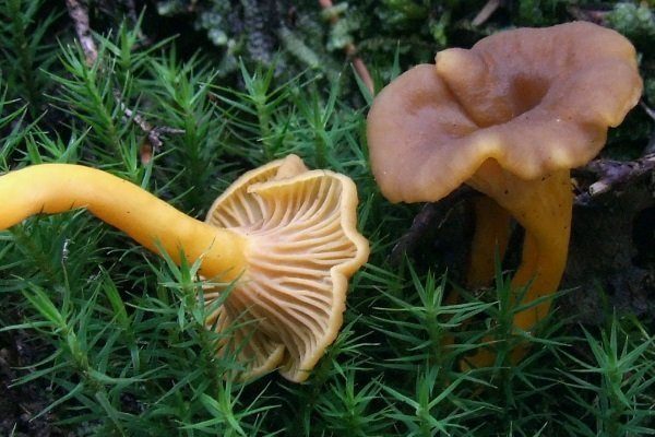 Осенние грибы