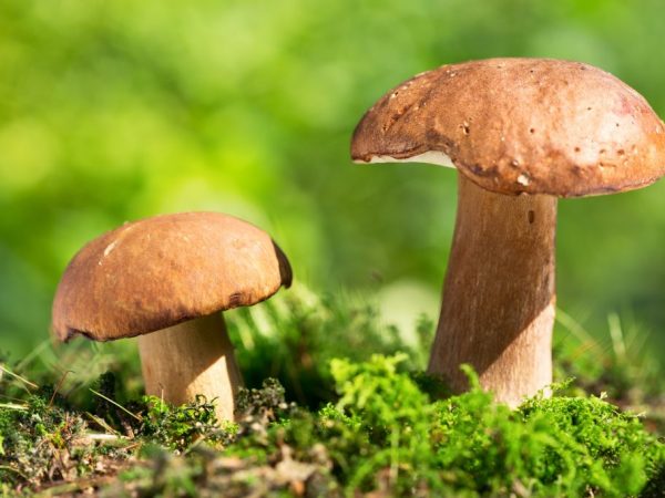 Описание грибов маслят