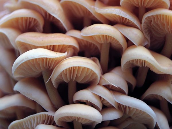 Съедобные и ядовитые пластинчатые грибы