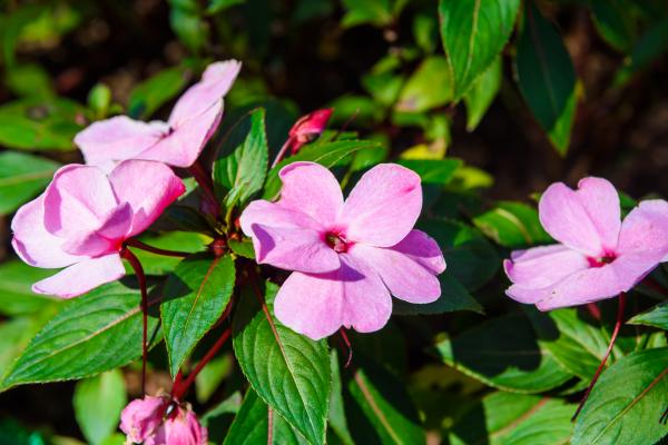 Madagascar periwinkle