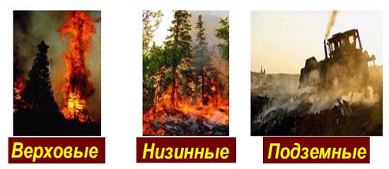 Виды и классификация лесных пожаров