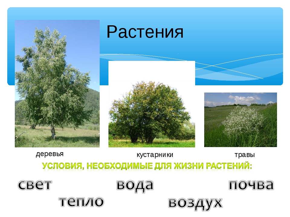 Дерево кустарник травянистое растение. Растения деревья кустарники травы. Деревья и кустарники презентация. Растительный мир деревья кустарники травы. Окружающий мир деревья кустарники травы.