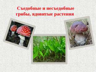  Съедобные и несъедобные грибы, ядовитые растения 
