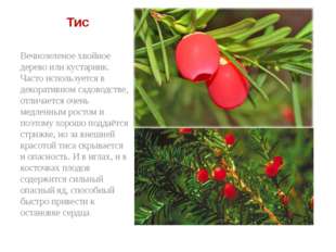 Тис Вечнозеленое хвойное дерево или кустарник. Часто используется в декорати