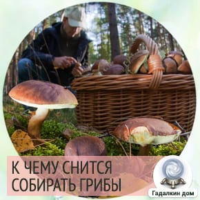 к чему снится грибы собирать в лесу