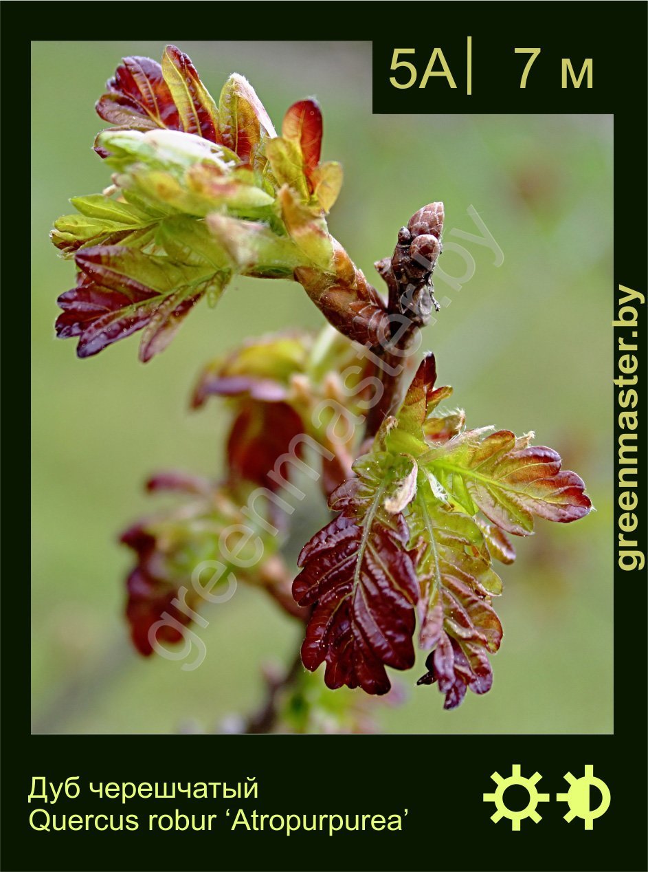 Дуб-черешчатый-Quercus-robur-‘Atropurpurea’