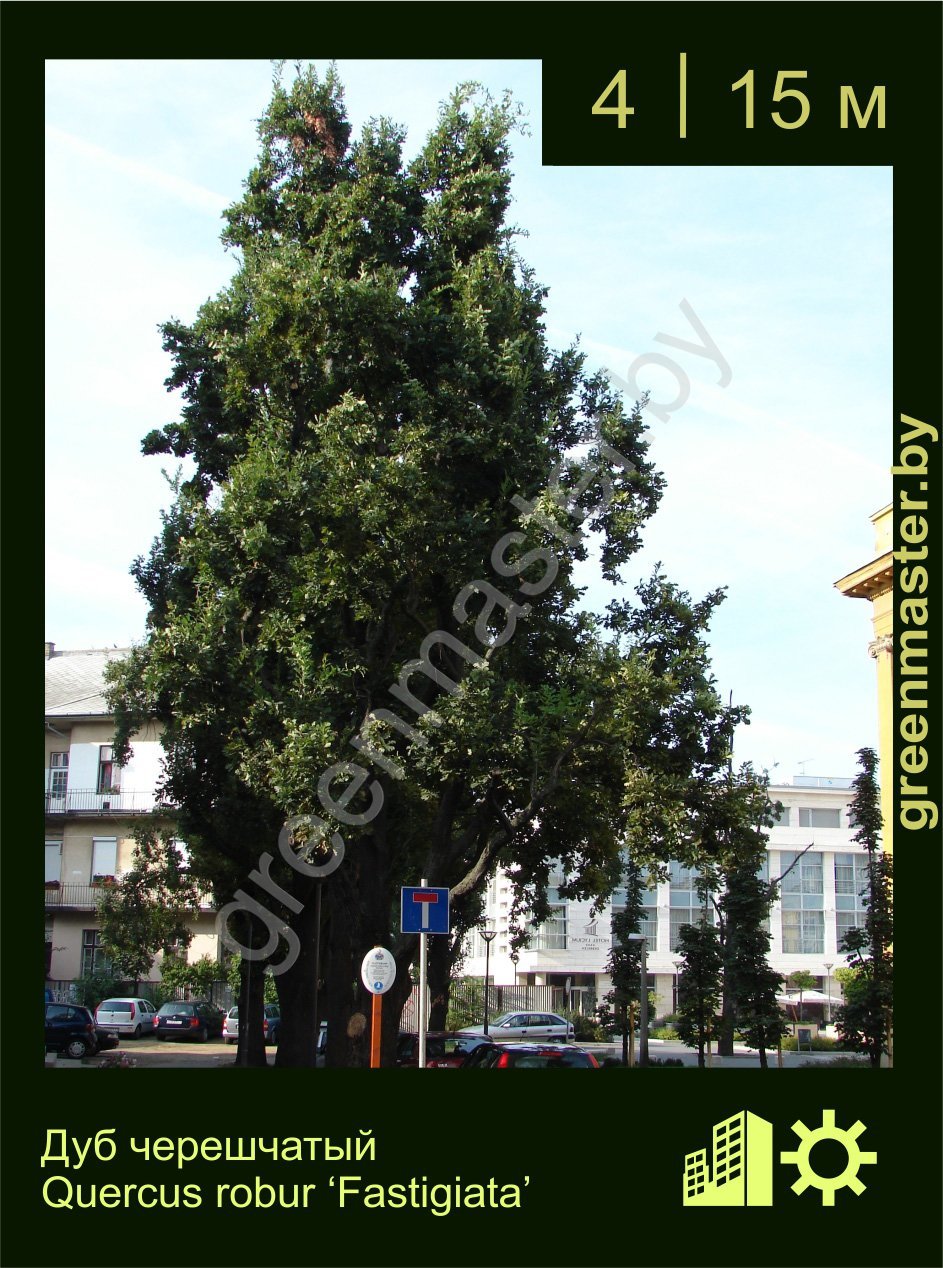 Дуб-черешчатый-Quercus-robur-‘Fastigiata’