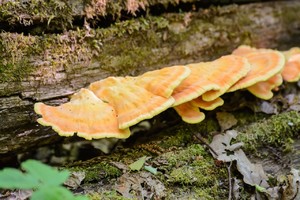 Токсикология гриба трутовика