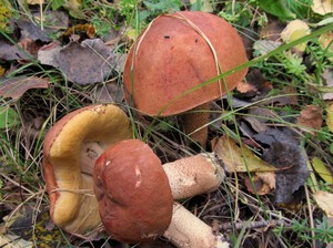 Растут ли грибы в октябре