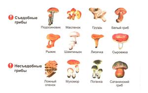 Распространённые съедобные грибы