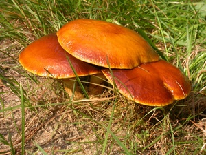 Съедобные грибы средней полосы россии