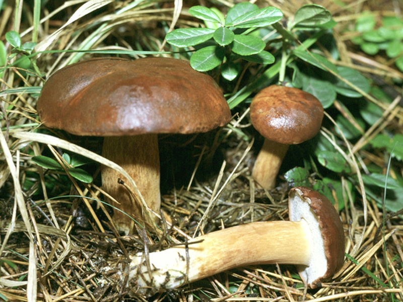 Какие съедобные грибы можно собирать в средней полосе России