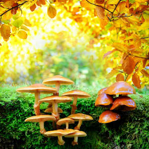 Осенняя поляна с грибами