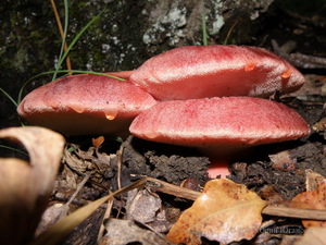 Съедобные грибы: Печёночница обыкновенная