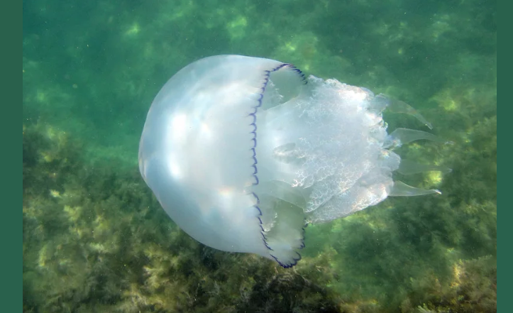 Медуз из черного моря есть можно