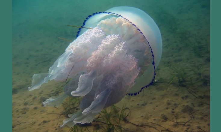 Медузы в черном море приплывают к берегу