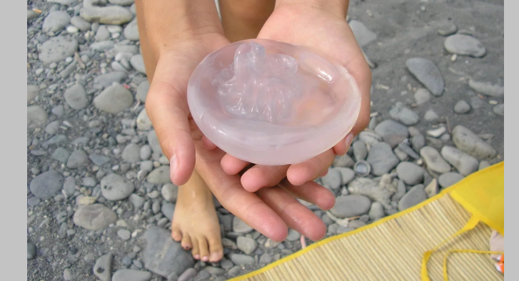 Безопасная для человека медуза в черном море
