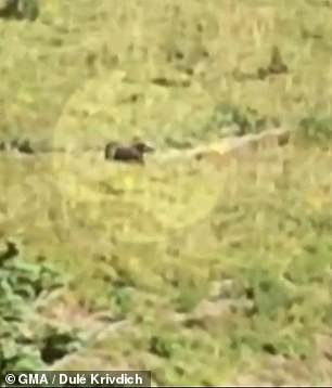 A grizzly bear weighing more than 500lbs was spotted charging toward a group on a trail in Montana