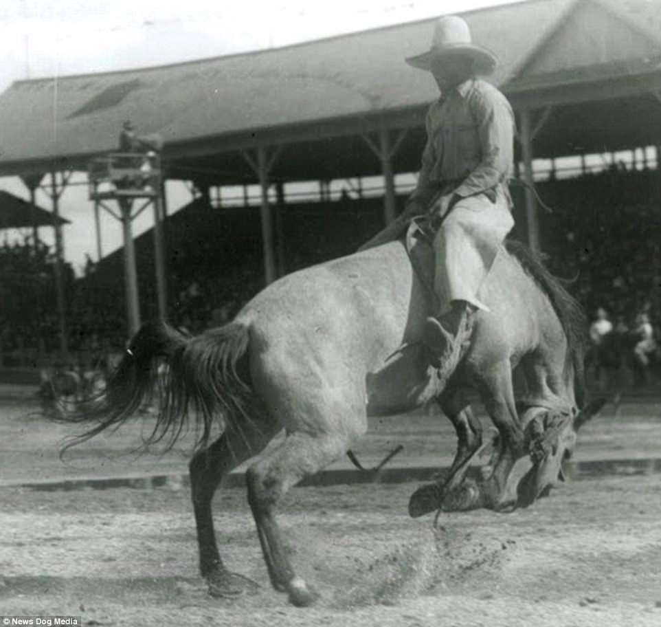 This shows the famous cowboy Jesse Stahl riding a horse backwards. Jesse was an African-American cowboy and rodeo rider who was legendary for his skills in the saddle. Stahl was described as a topnotch horseman and a first-class gentleman. Conflicting sources establish Jesse Stahl